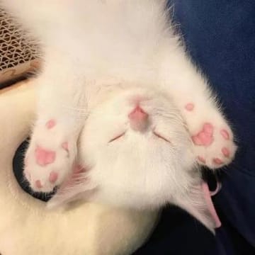 Ảnh đại diện người dùng An